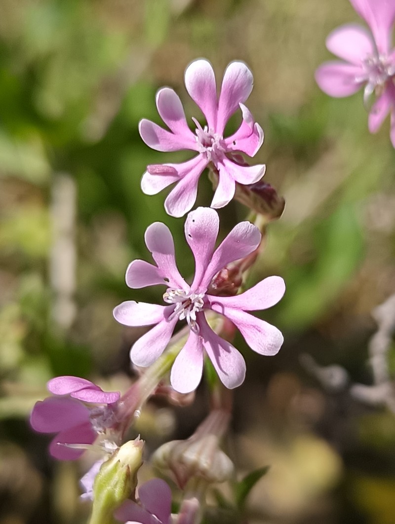 Silene colorata subsp. amphorina photo 4