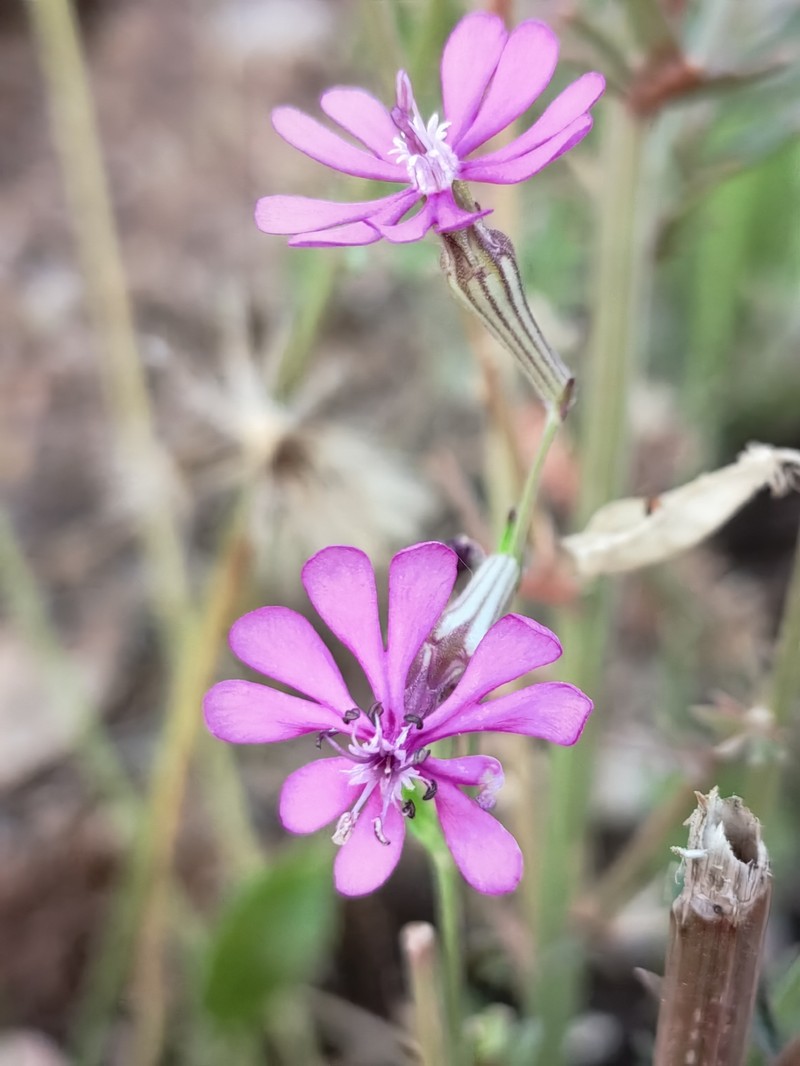 Silene colorata subsp. colorata