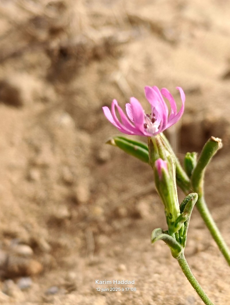 Silene colorata subsp. colorata photo 2