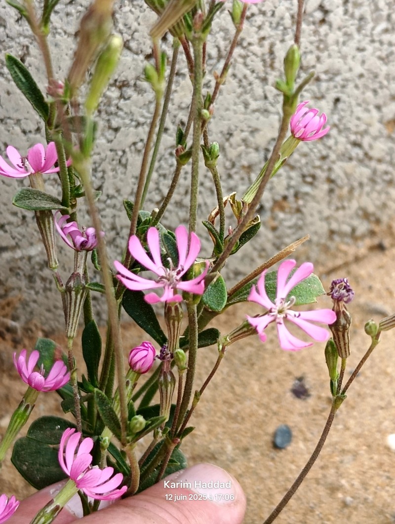 Silene colorata subsp. colorata photo 3