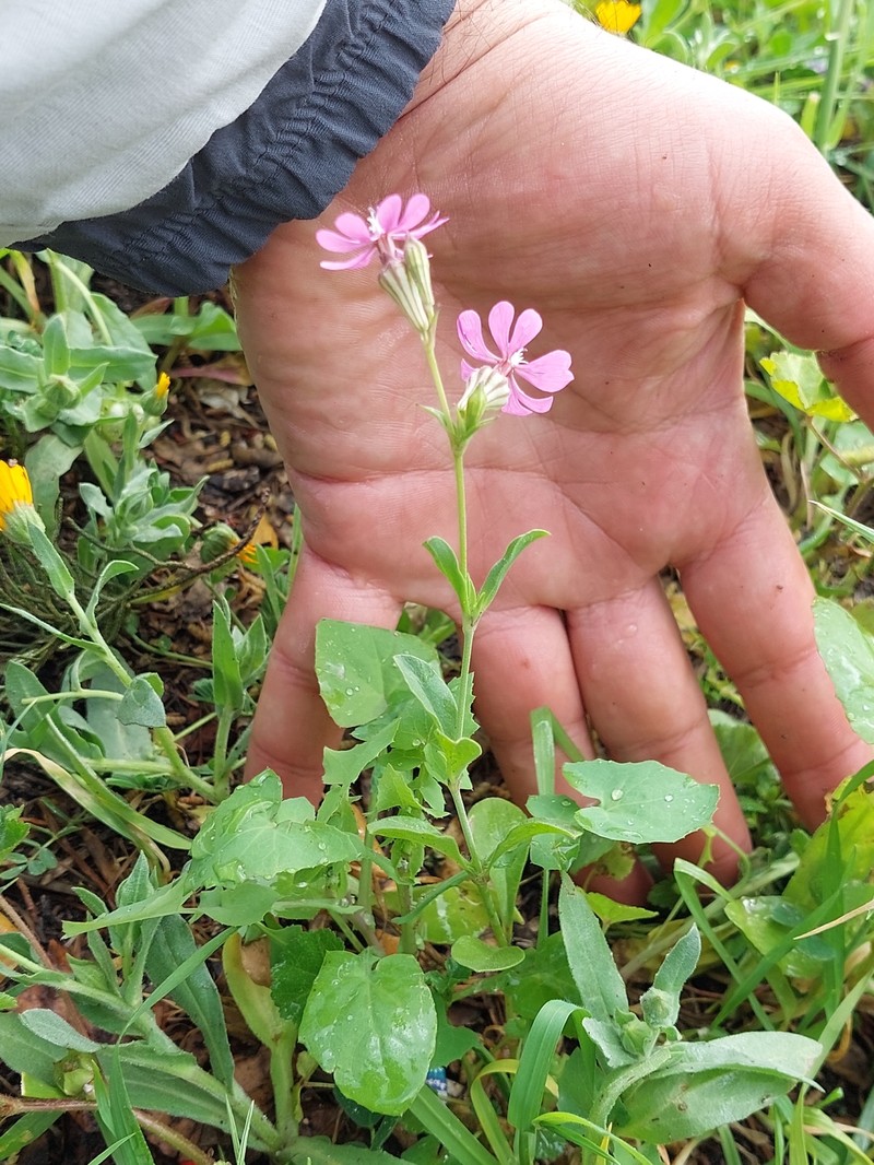 Silene colorata subsp. colorata photo 4