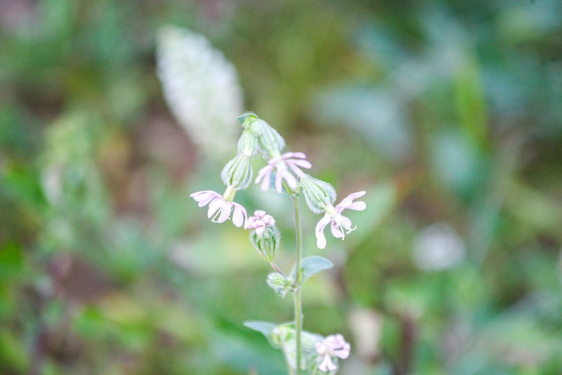Silene colorata subsp. trichocalycina