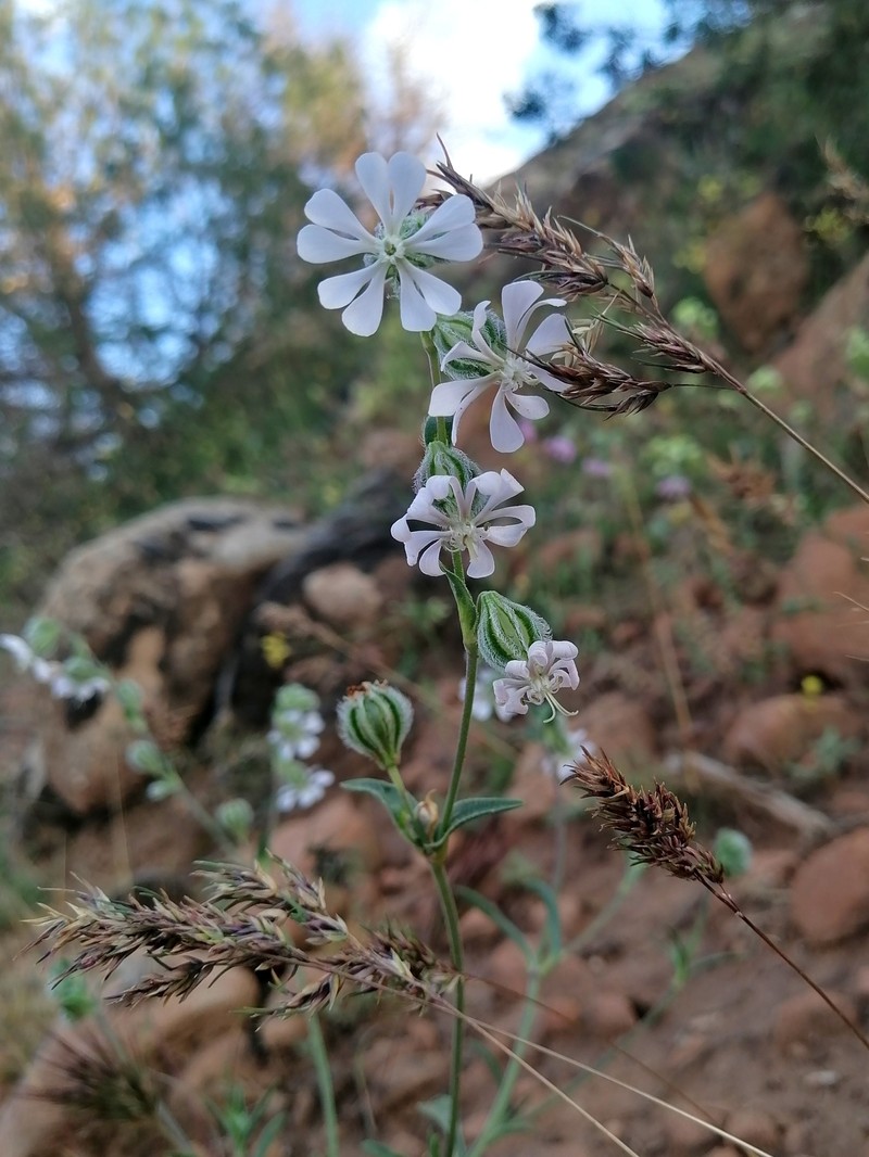 Silene colorata subsp. trichocalycina photo 2