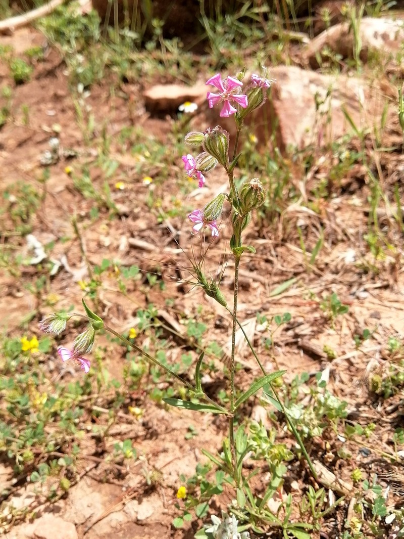 Silene colorata subsp. trichocalycina photo 3
