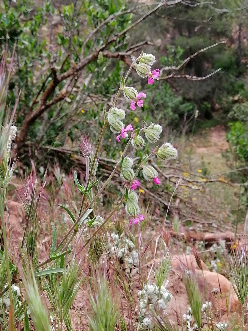 Silene colorata subsp. trichocalycina photo 4