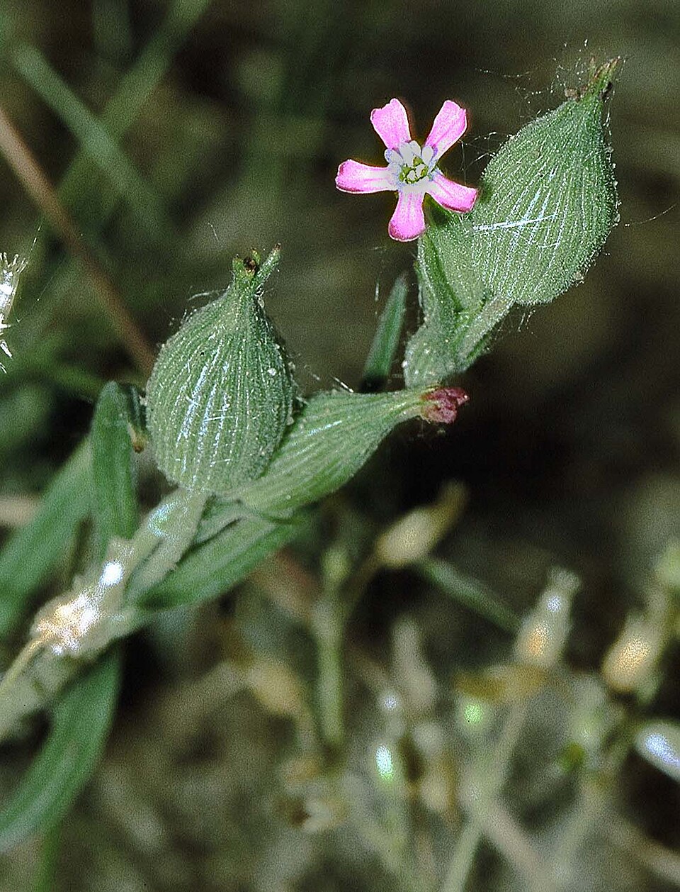 Striped Corn Catchfly