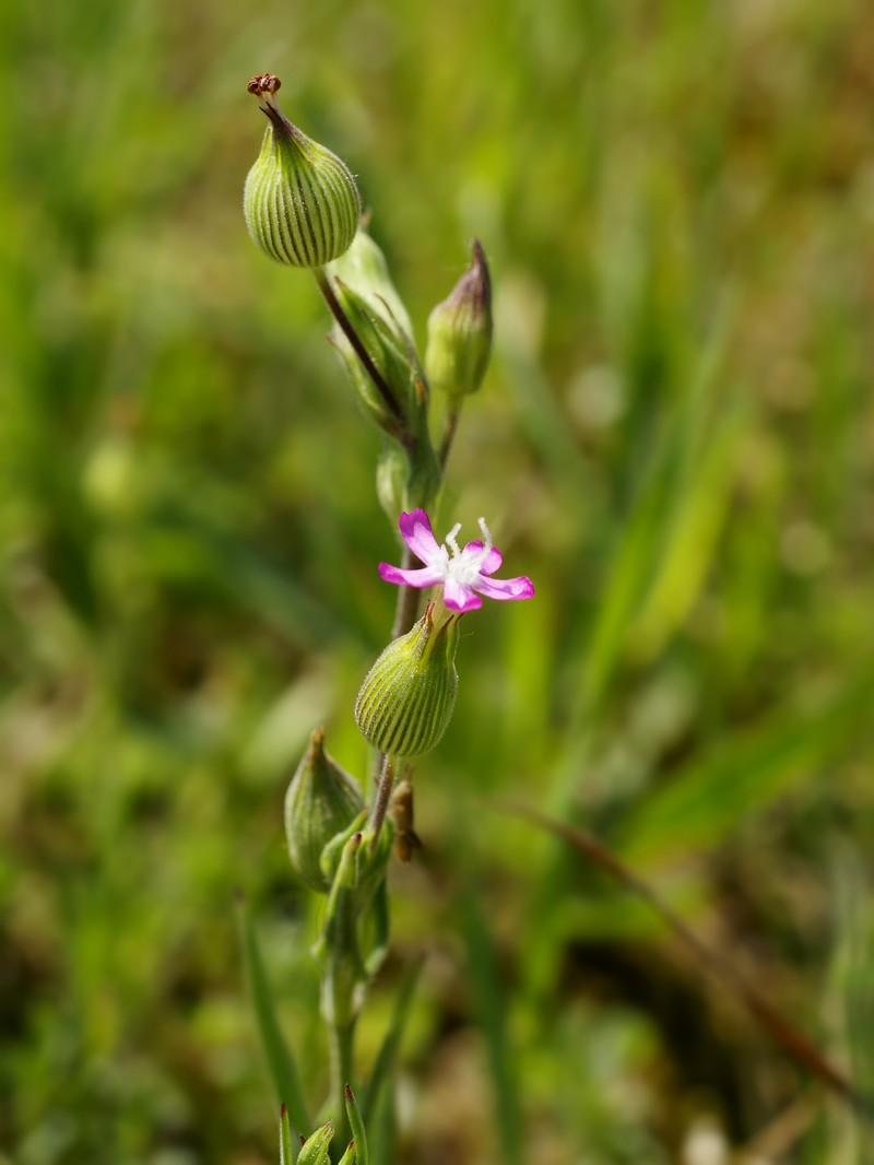 Striped Corn Catchfly photo 2