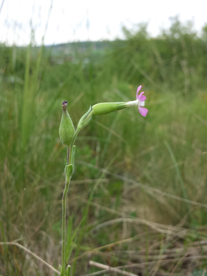 Striped Corn Catchfly photo 3