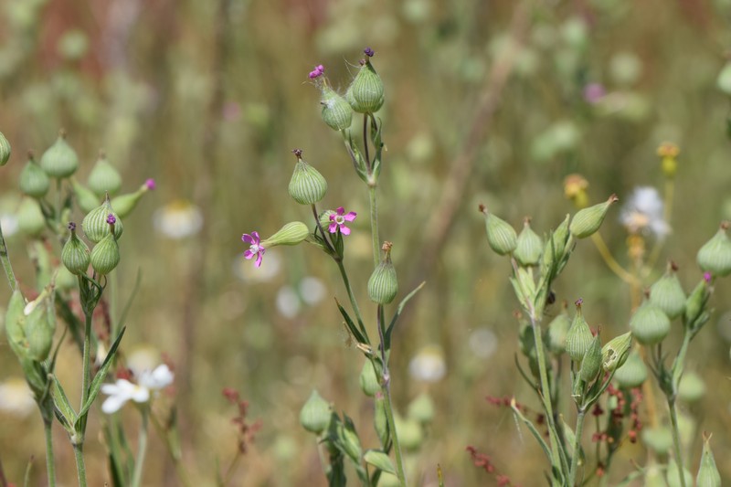 Striped Corn Catchfly photo 4