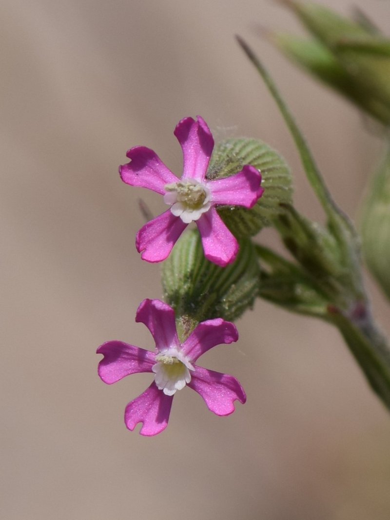 Striped Corn Catchfly photo 5