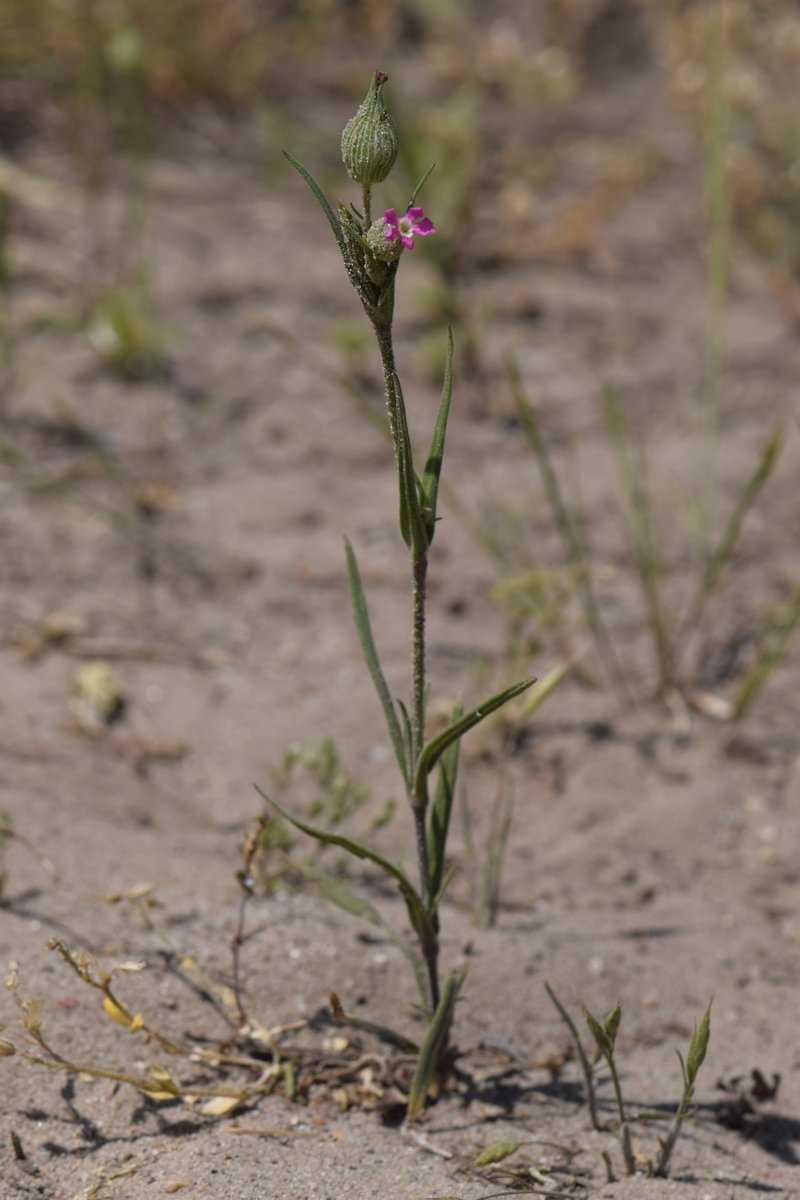 Striped Corn Catchfly photo 6