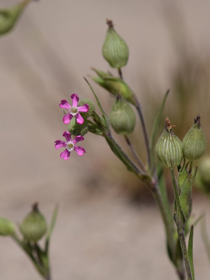 Striped Corn Catchfly photo 7