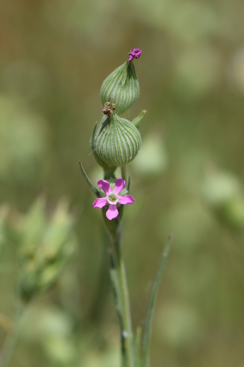 Striped Corn Catchfly photo 8