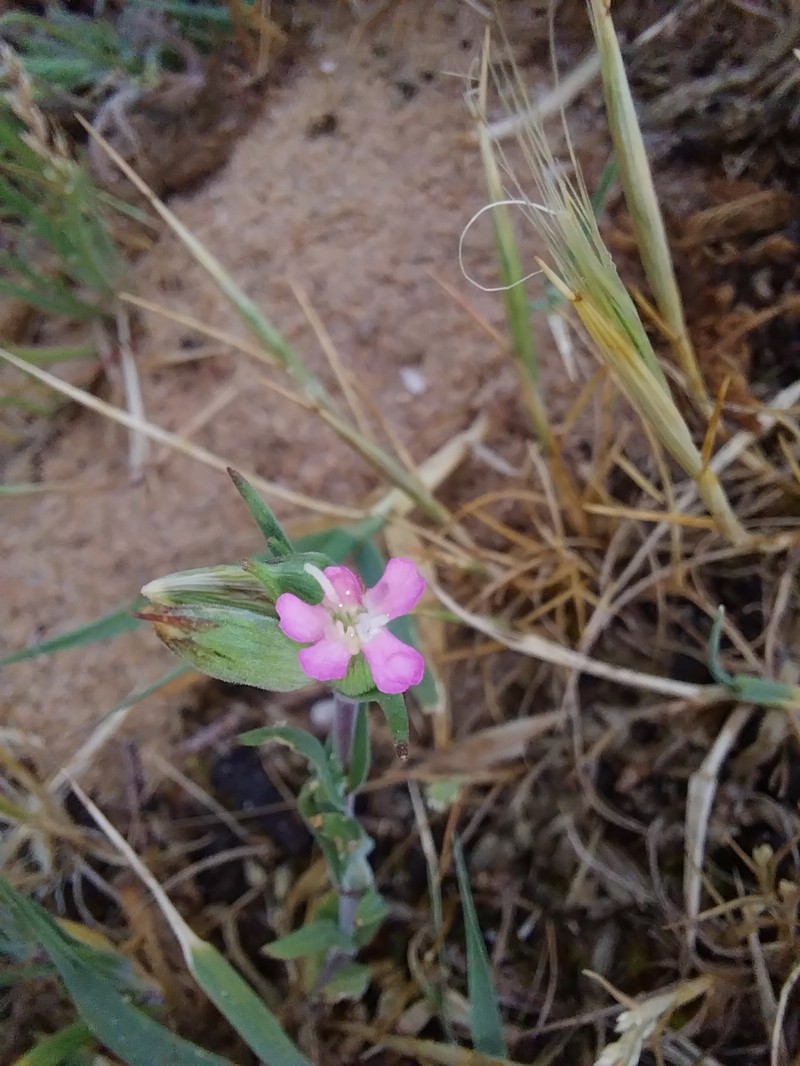 Silene conica subsp. conica