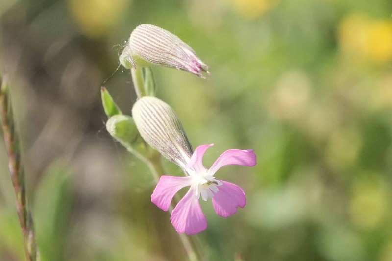 Silene conica subsp. conica photo 2