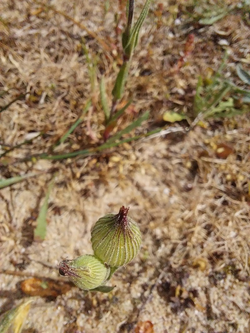 Silene conica subsp. conica photo 3