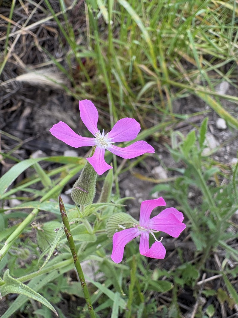 Silene conica subsp. conica photo 4