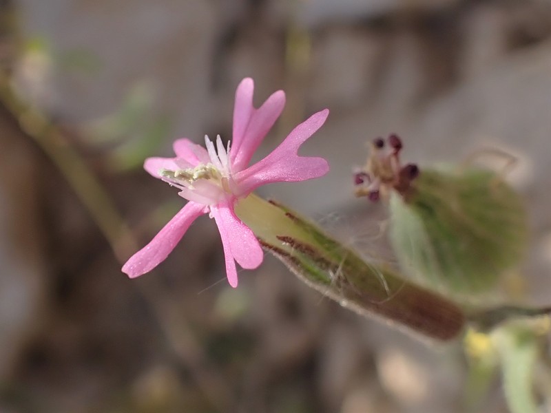 Weed Silene photo 5