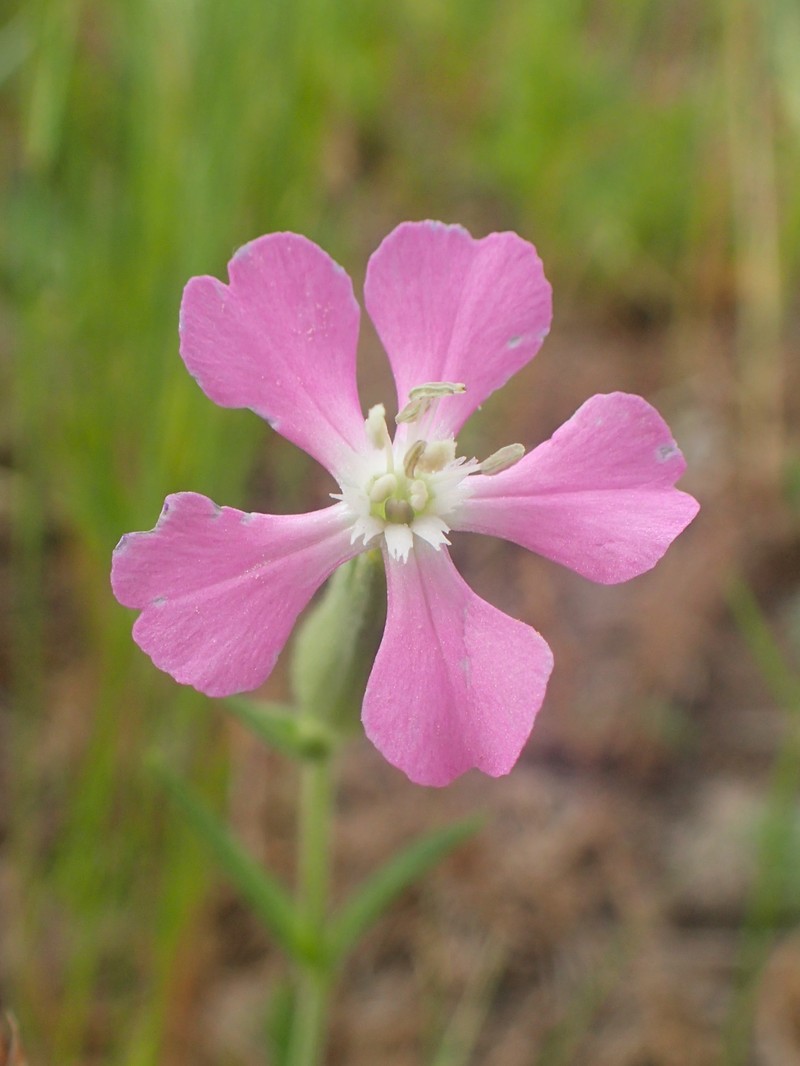 Weed Silene photo 2