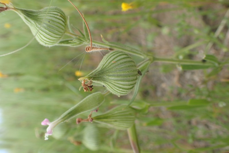 Weed Silene photo 3