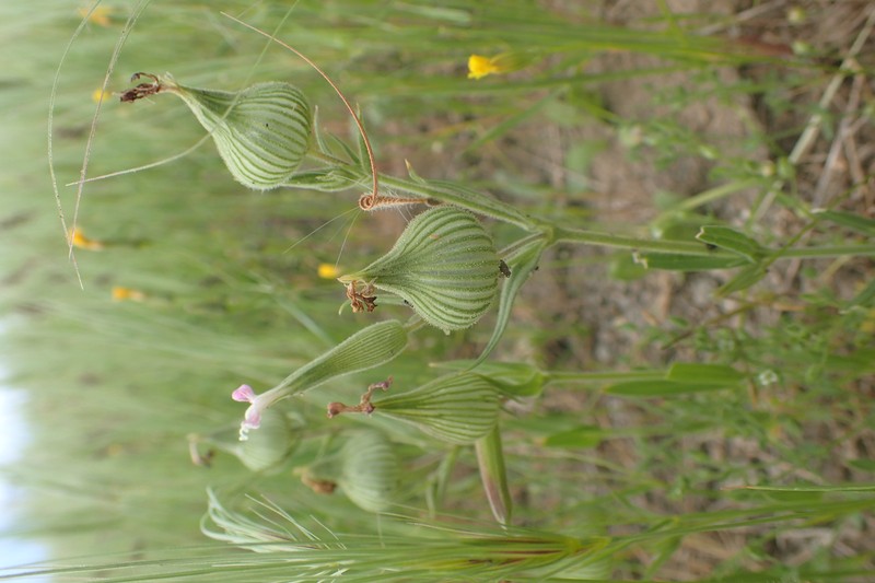 Weed Silene photo 4