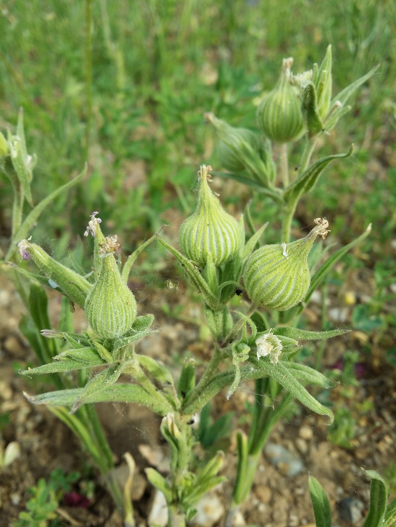Weed Silene photo 7