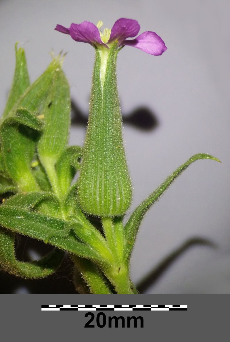 Weed Silene photo 8