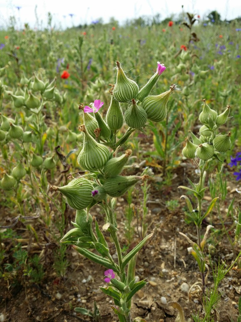Weed Silene photo 9