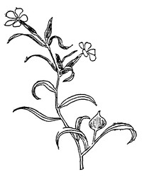 Weed Silene