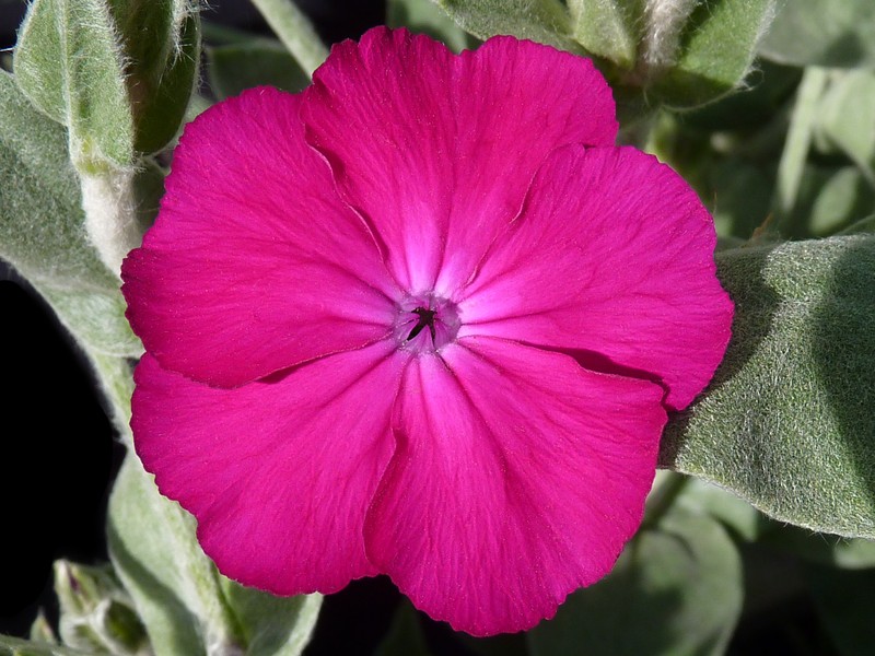 Rose Campion photo 5