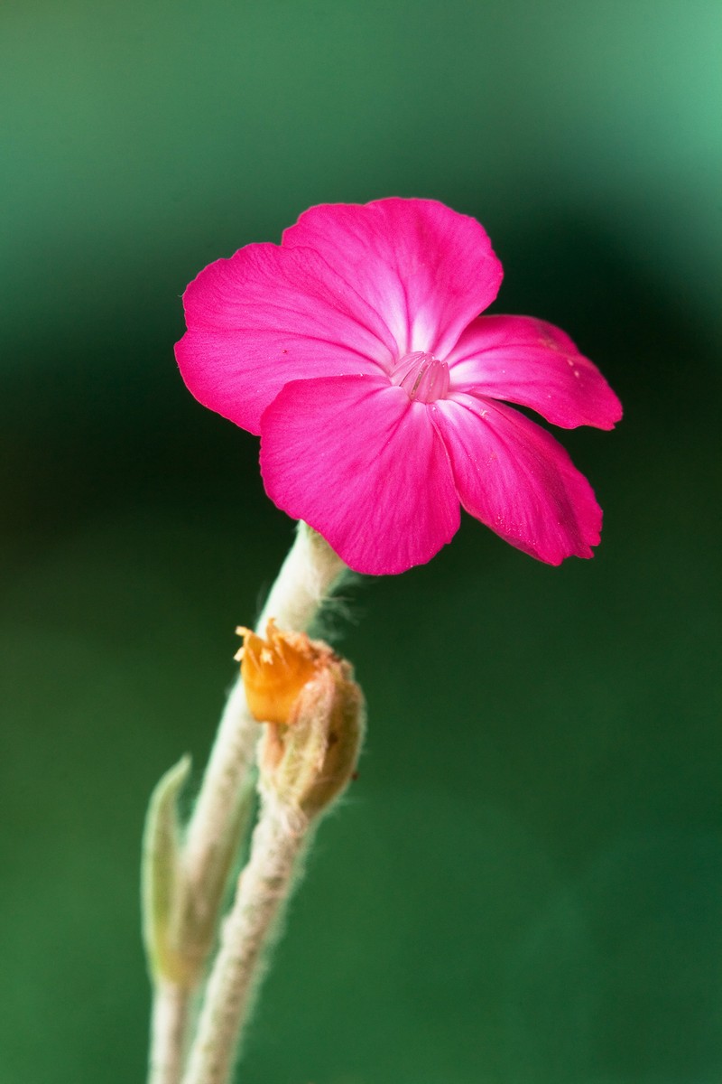 Rose Campion photo 6