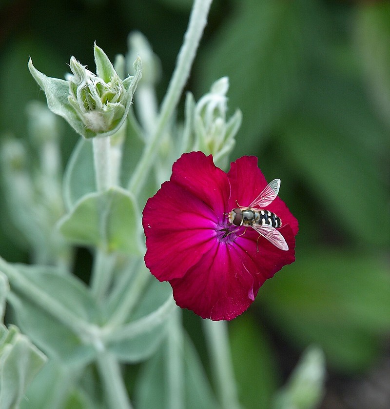 Rose Campion photo 7