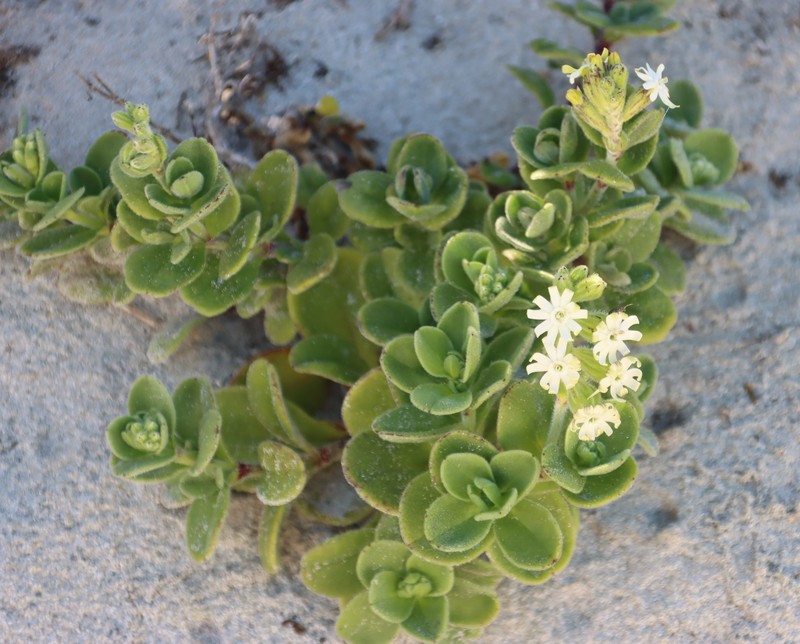 Silene crassifolia subsp. crassifolia