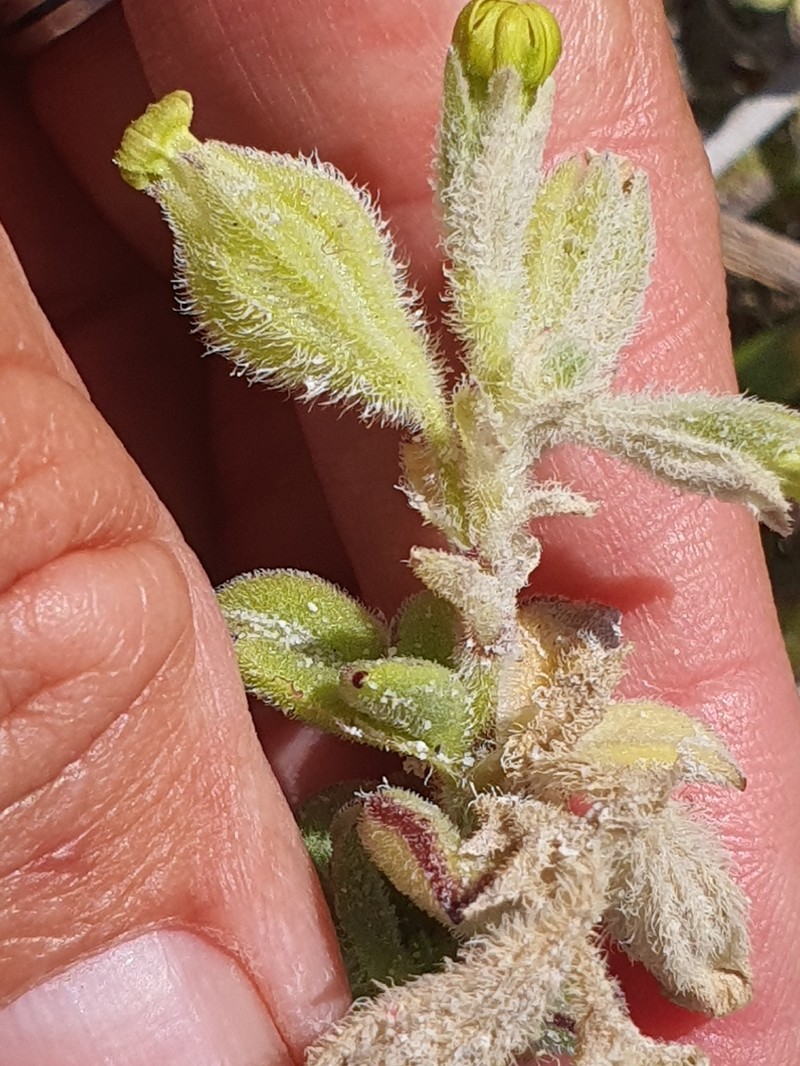 Silene crassifolia subsp. crassifolia photo 2