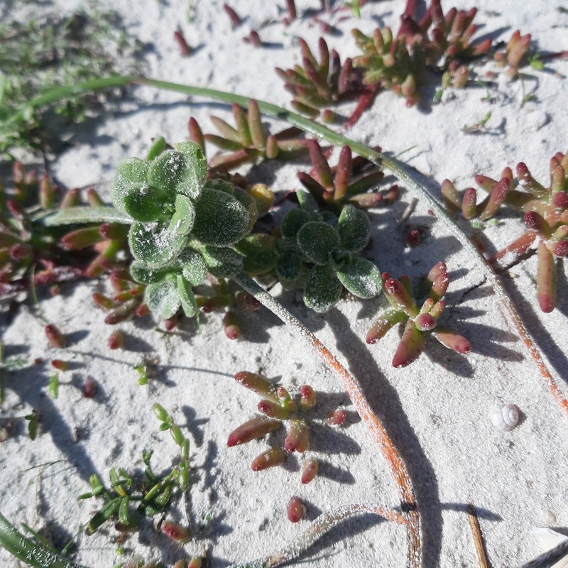 Silene crassifolia subsp. crassifolia photo 3