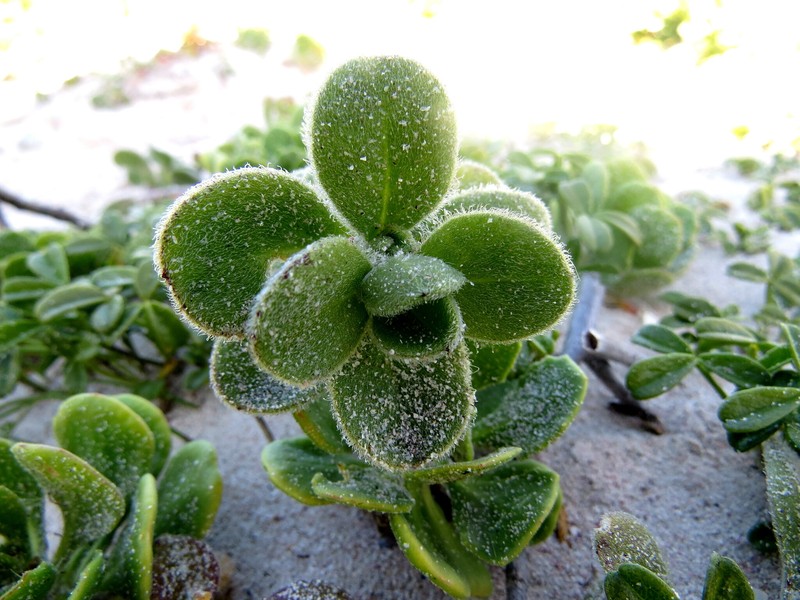 Silene crassifolia subsp. crassifolia photo 4