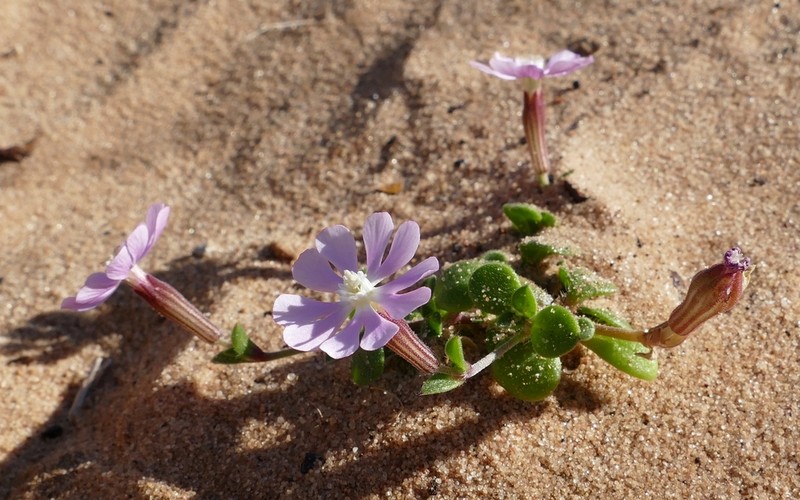 Silene crassiuscula