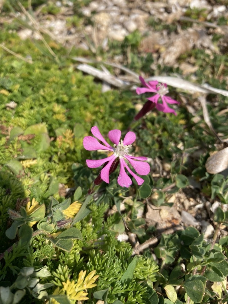Silene crassiuscula photo 2