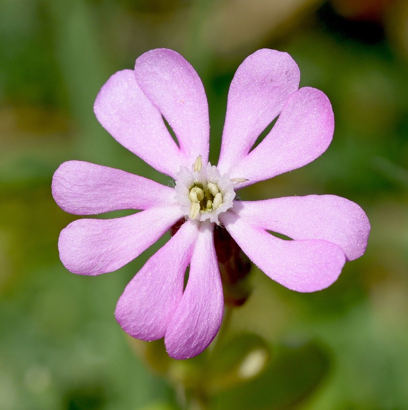 Silene crassiuscula photo 3