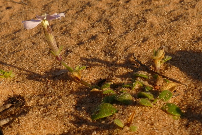 Silene crassiuscula photo 4