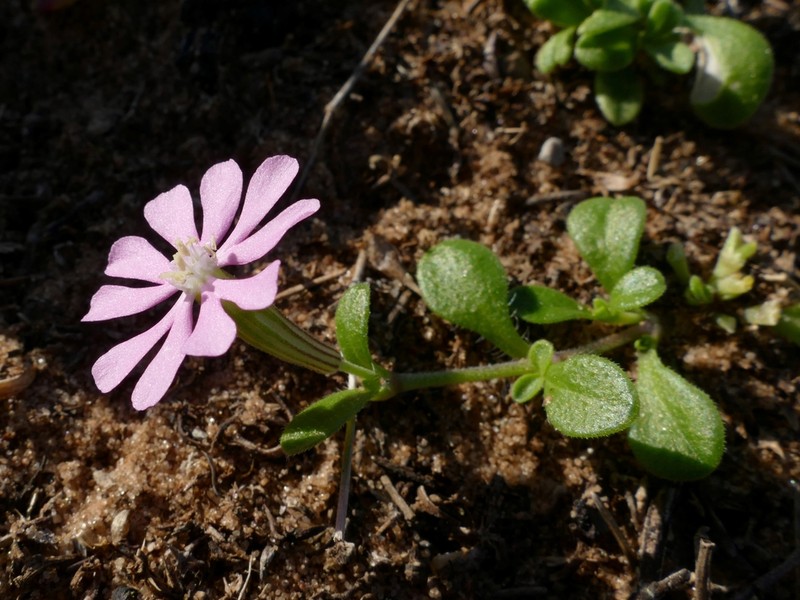 Silene crassiuscula photo 5