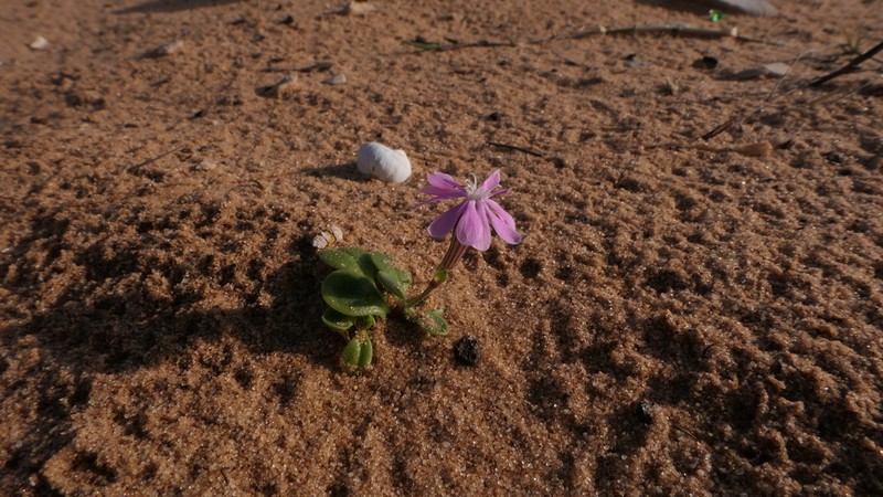 Silene crassiuscula photo 7