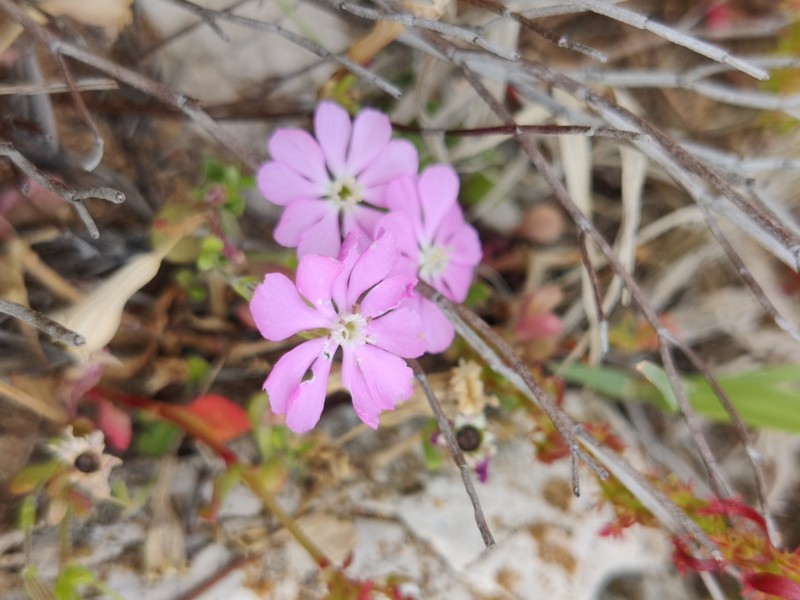 Silene crassiuscula photo 8