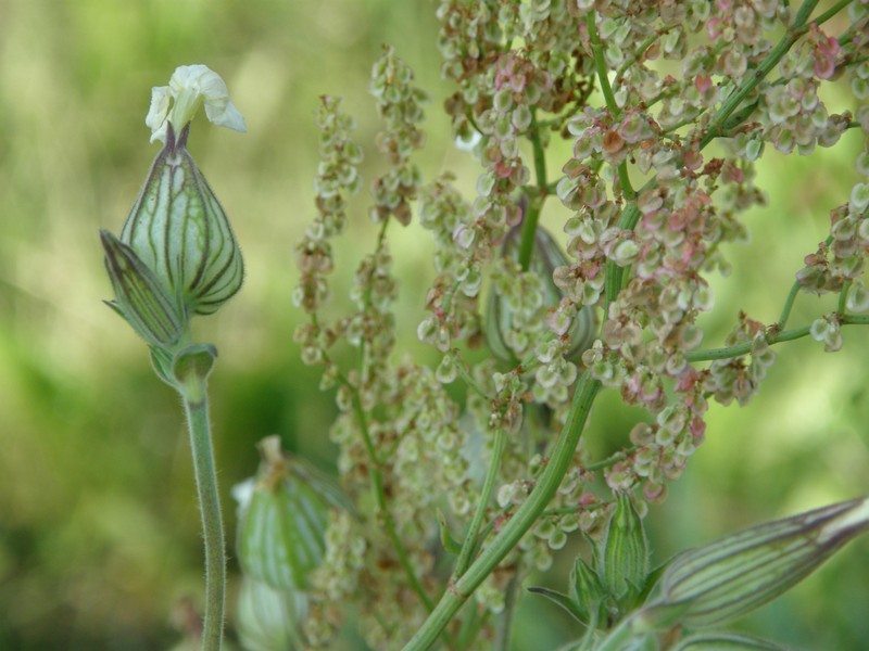 Forked Catchfly photo 5