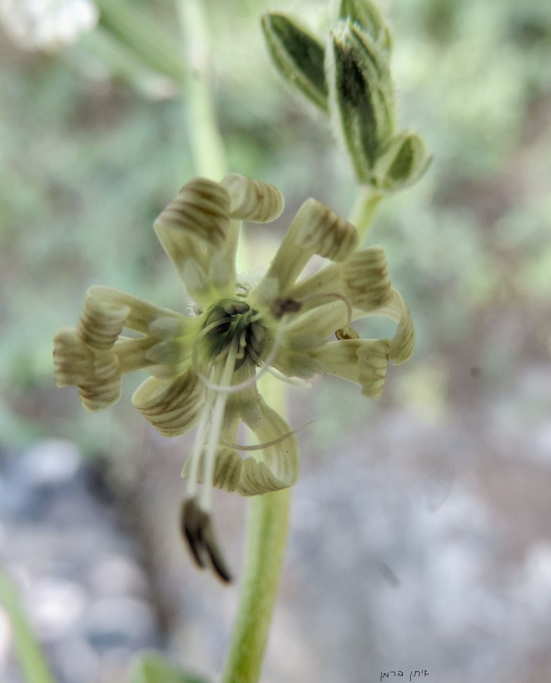 Forked Catchfly photo 6
