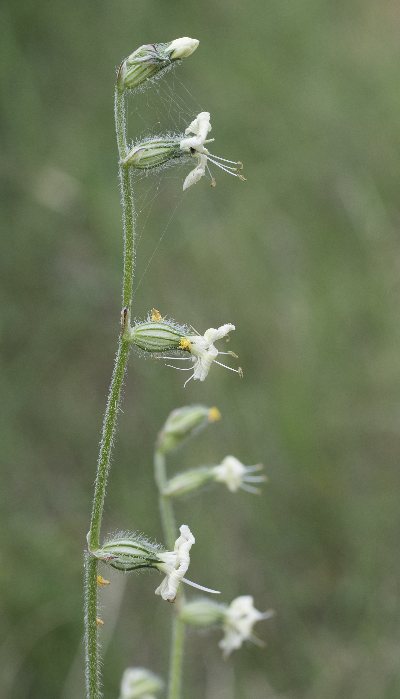 Forked Catchfly photo 8