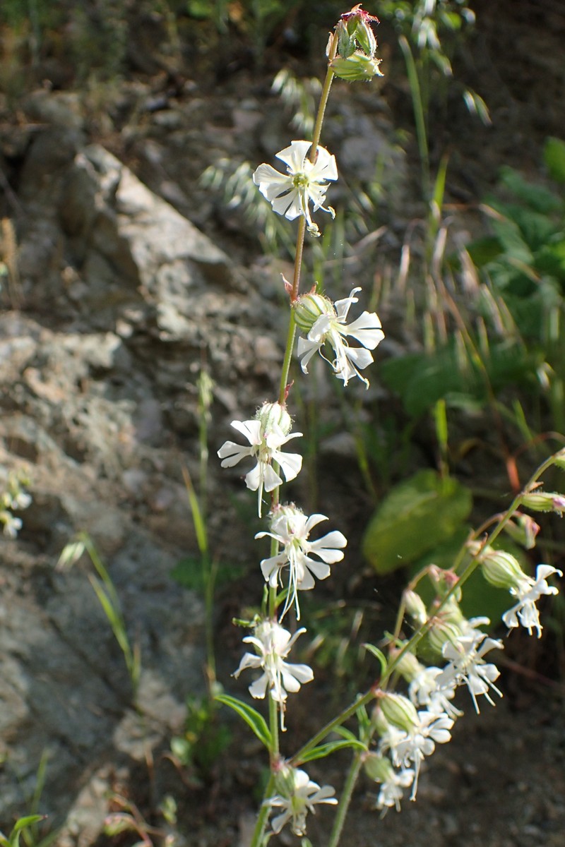 Forked Catchfly photo 2