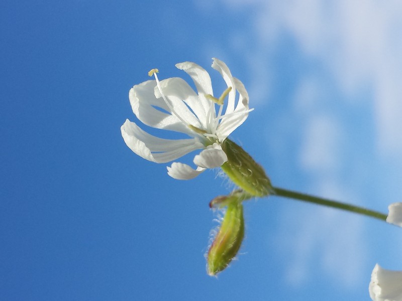 Forked Catchfly photo 3