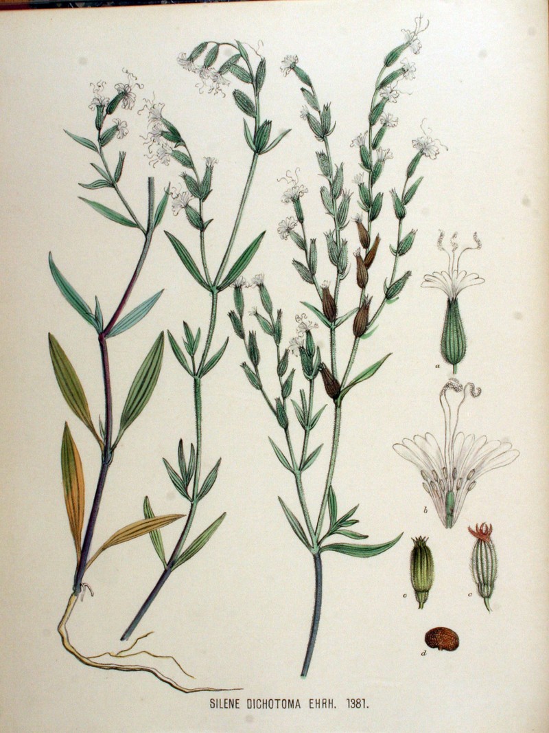 Forked Catchfly photo 4
