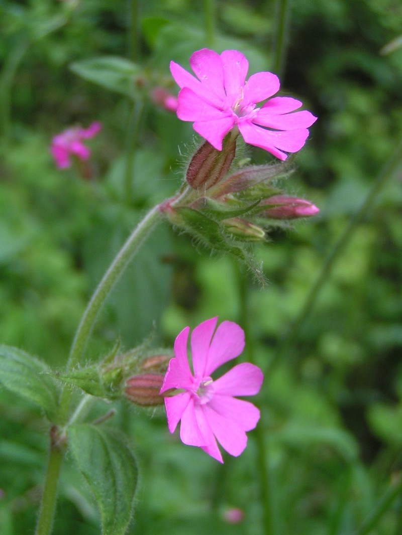 Red Catchfly photo 6